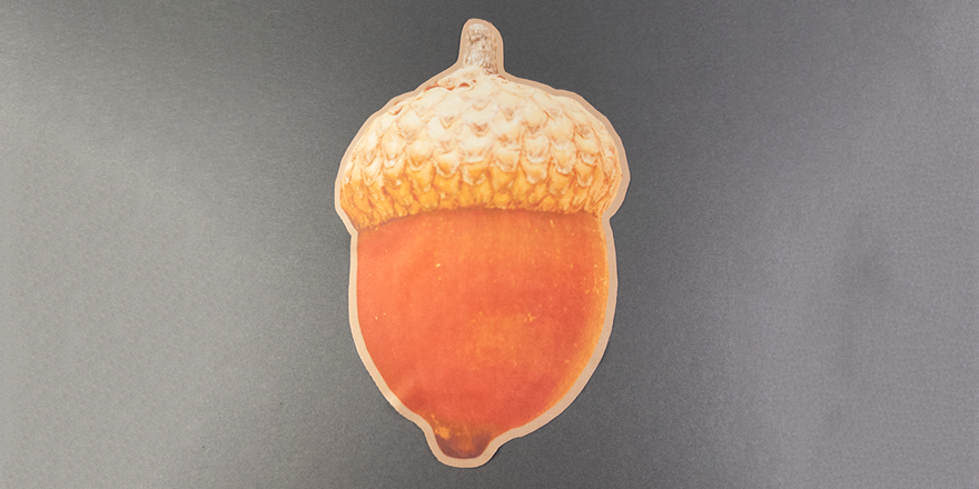 Acorn