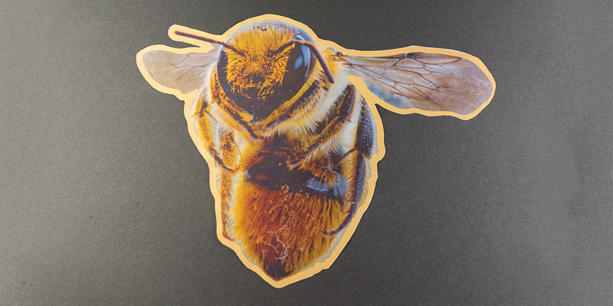 Bee