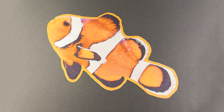 Clown Fish
