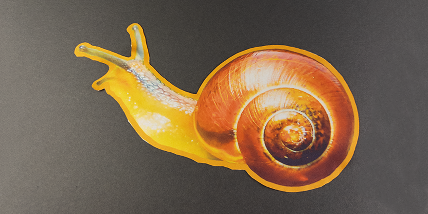 Snail