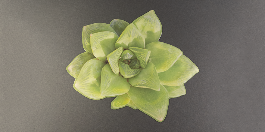 Succulent