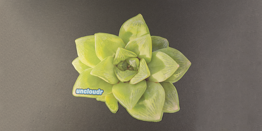 Succulent