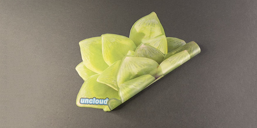 Succulent